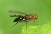 Geomyza tripunctata